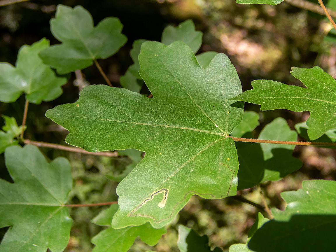 Image of Acer campestre specimen.