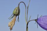 Campanula rotundifolia. Часть соцветия с завязью. Карелия, Заонежье, о. Кижи, поляна. 04.09.2024.