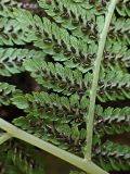 genus Athyrium. Часть вайи с сорусами. Хабаровский край, окр. г. Комсомольск-на-Амуре, Силинский лесопарк. 23.09.2024.