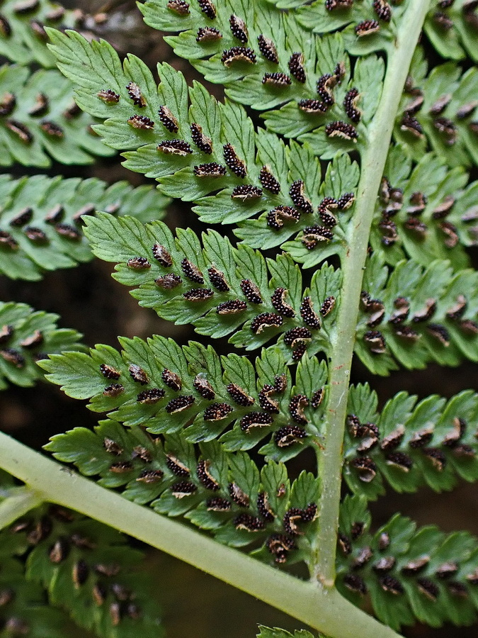 Image of genus Athyrium specimen.