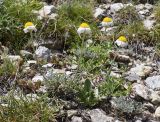 genus Anthemis. Отцветающее растение. Испания, автономное сообщество Каталония, провинция Жирона, комарка Рипольес, муниципалитет Сеткасес, окр. курорта \"Вальтер 2000\", ≈2200 м н.у.м., каменистый склон вост. экспозиции. 07.07.2024.