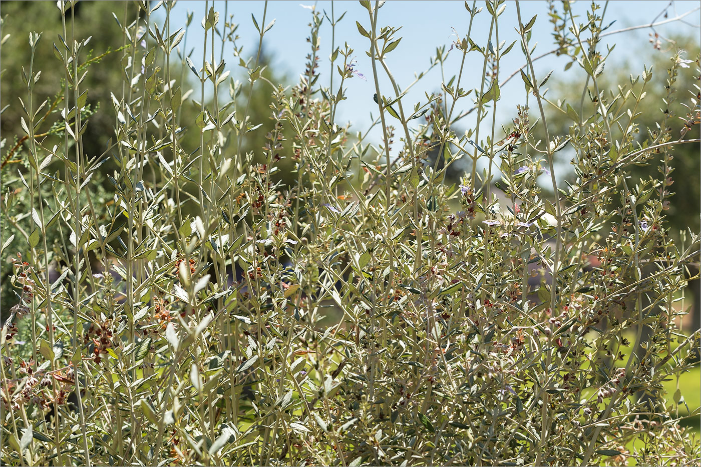 Изображение особи Teucrium fruticans.