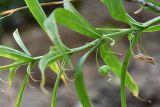 Polygonatum sewerzowii. Часть побега с незрелым плодом и плодоножками без плодов. Таджикистан, Гиссарский хр., басс. р. Варзоб, ущ. р. Кондара, ≈ 1400 м н.у.м., пояс чернолесья, старовозрастной орешник. 23 июня 2024 г.