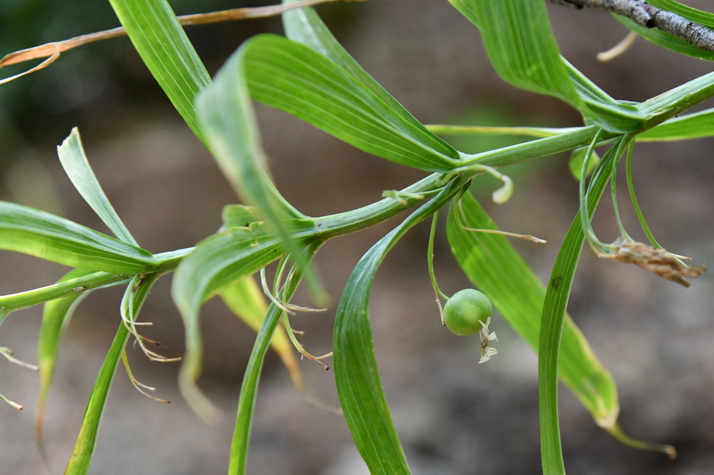 Изображение особи Polygonatum sewerzowii.