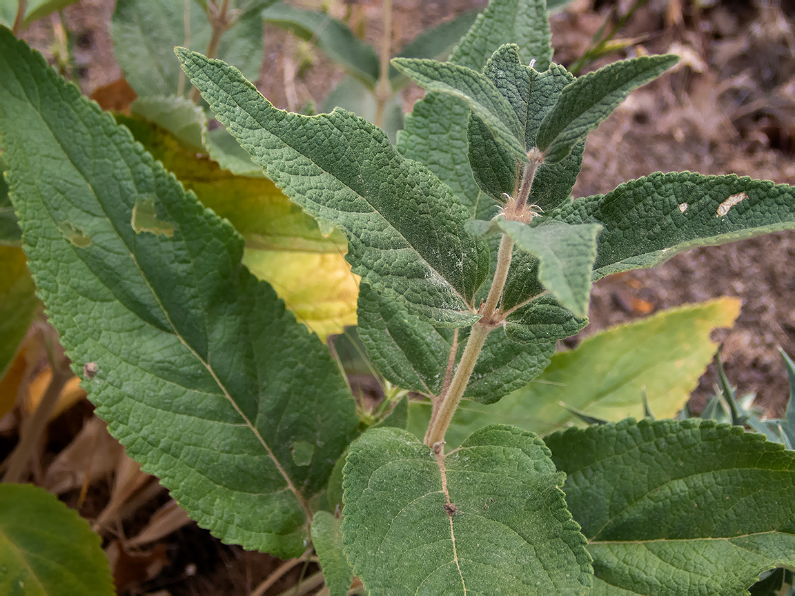 Изображение особи Phlomis taurica.