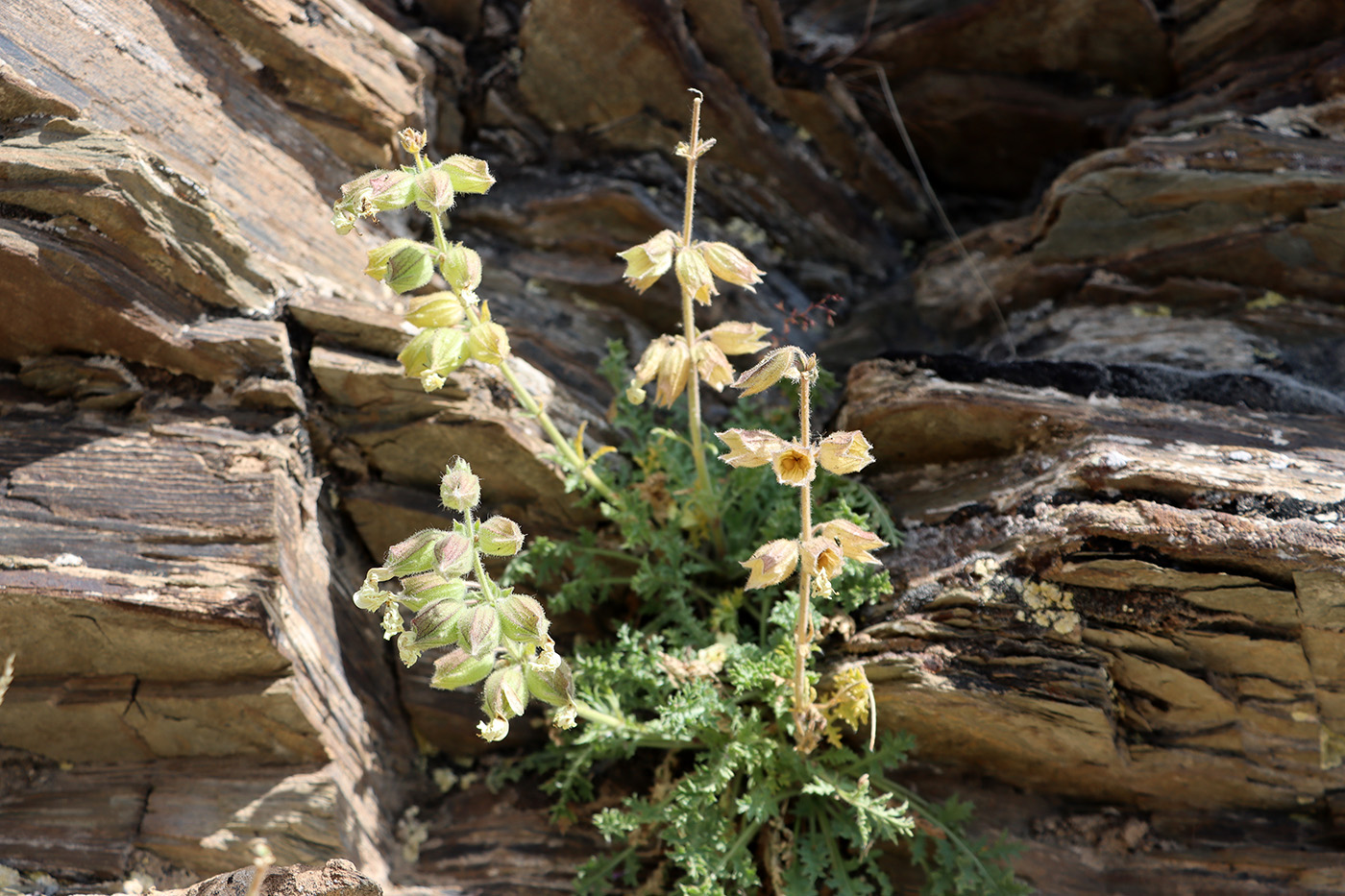 Image of Salvia submutica specimen.