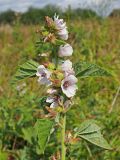 Althaea officinalis. Верхняя часть цветущего растения с цветущими и отцветшими цветками. Ульяновская обл., Мелекесский р-н, окр. с. Дубравка, дол. р. Ташёлка, берег заросшей старицы. 26.08.2023.