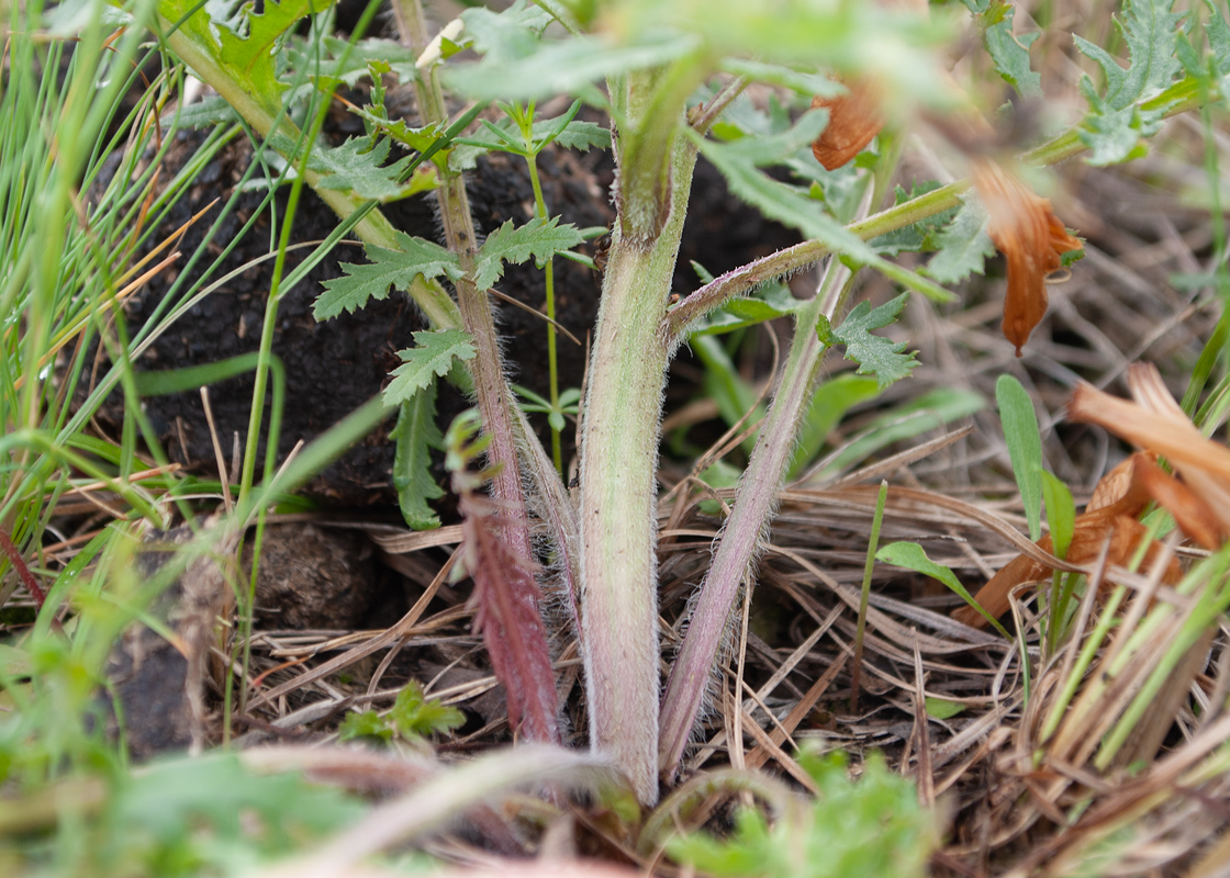 Image of Pedicularis physocalyx specimen.