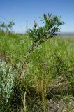 Astragalus oropolitanus