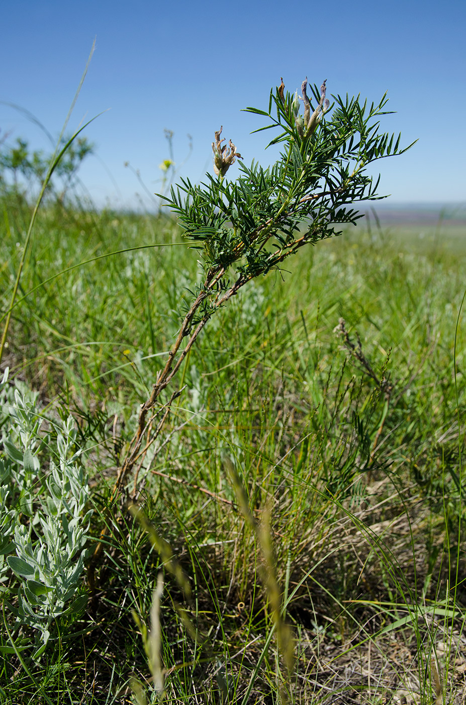 Изображение особи Astragalus oropolitanus.