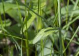 Arabidopsis thaliana