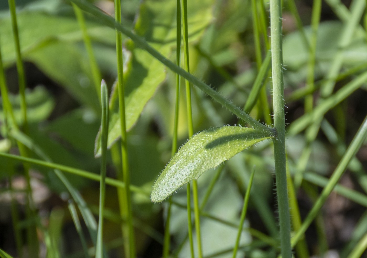 Image of Arabidopsis thaliana specimen.