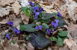 View full-size image Viola dehnhardtii