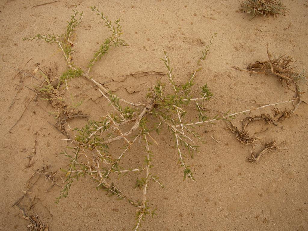 Image of Salsola arbuscula specimen.