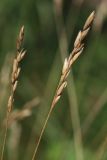 View full-size image Sieglingia decumbens
