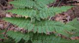 Смотреть изображение Dryopteris carthusiana