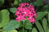 Смотреть изображение Pentas lanceolata
