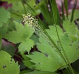 Смотреть изображение род Carex