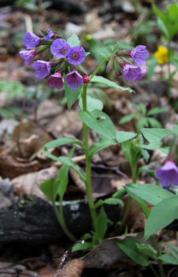 Image of Pulmonaria obscura specimen.