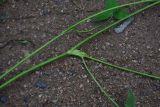 View full-size image Trifolium pratense