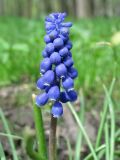 род Muscari. Соцветие. Смоленск, сад Блонье. 11.05.2011.