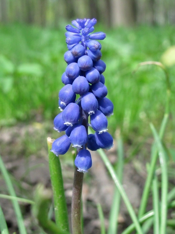 Image of genus Muscari specimen.