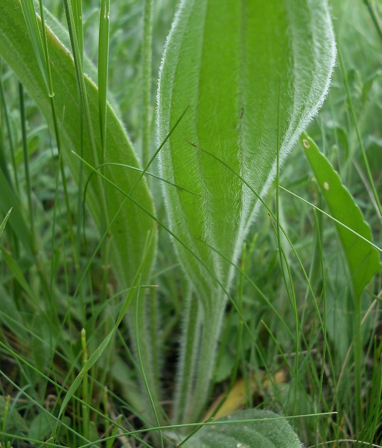 Image of Plantago urvillei specimen.