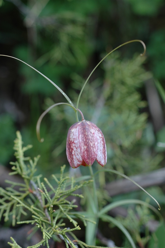 Изображение особи Fritillaria ferganensis.