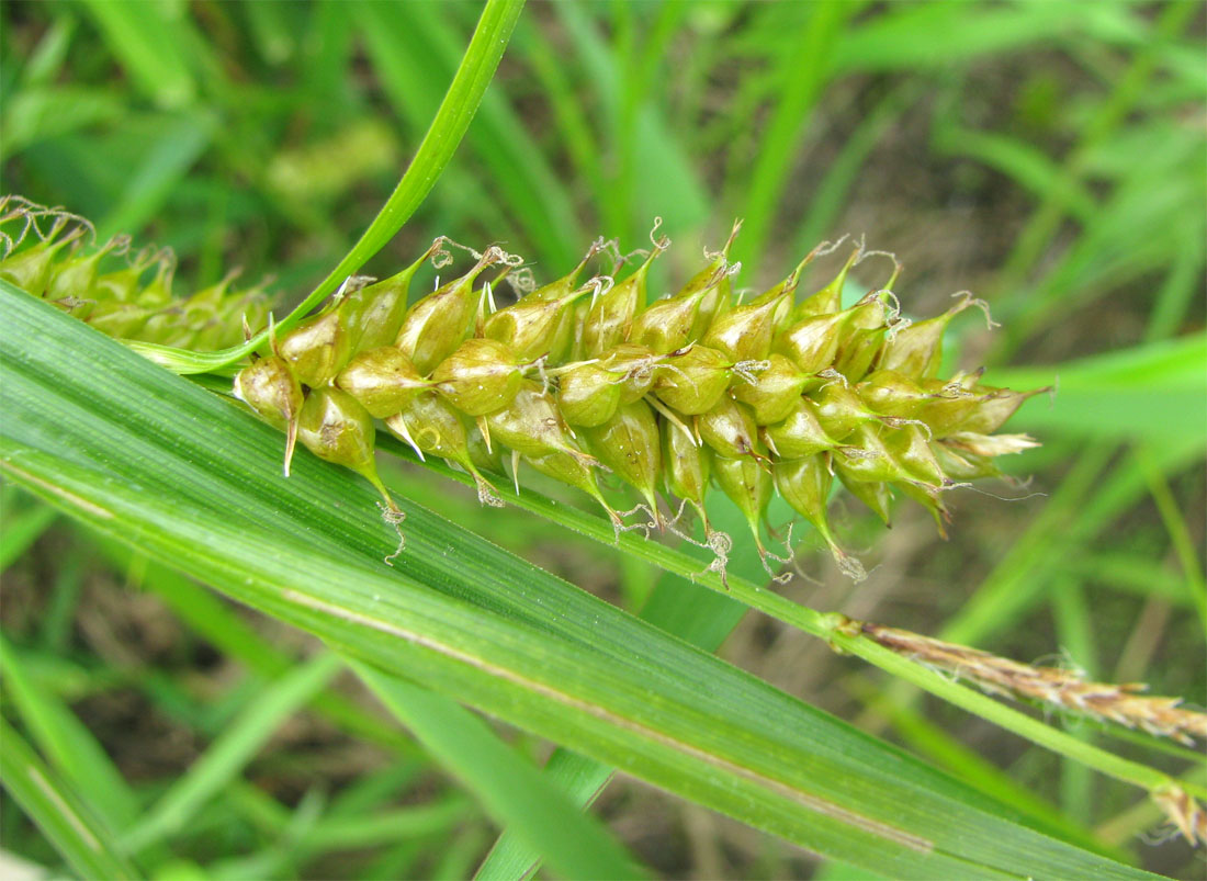 Изображение особи Carex vesicaria.