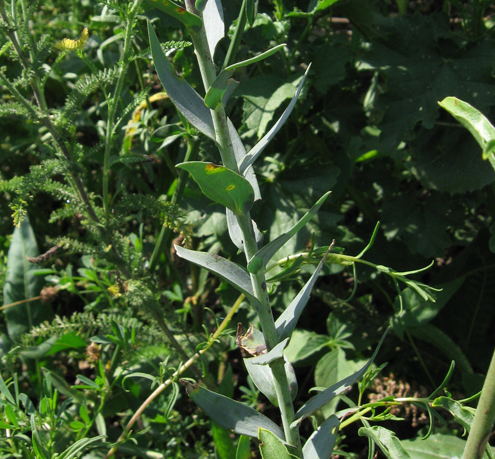 Image of Linaria genistifolia specimen.