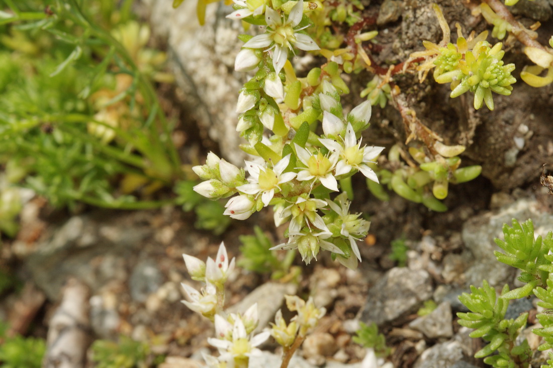 Image of Sedum gracile specimen.