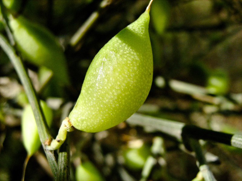 Image of Retama raetam specimen.