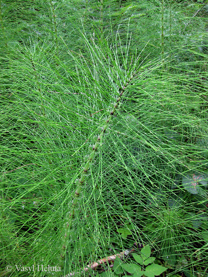 Image of Equisetum telmateia specimen.