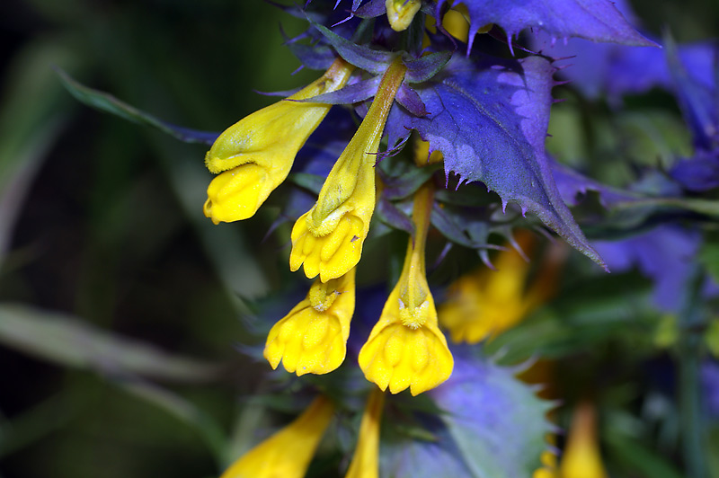 Image of Melampyrum nemorosum specimen.