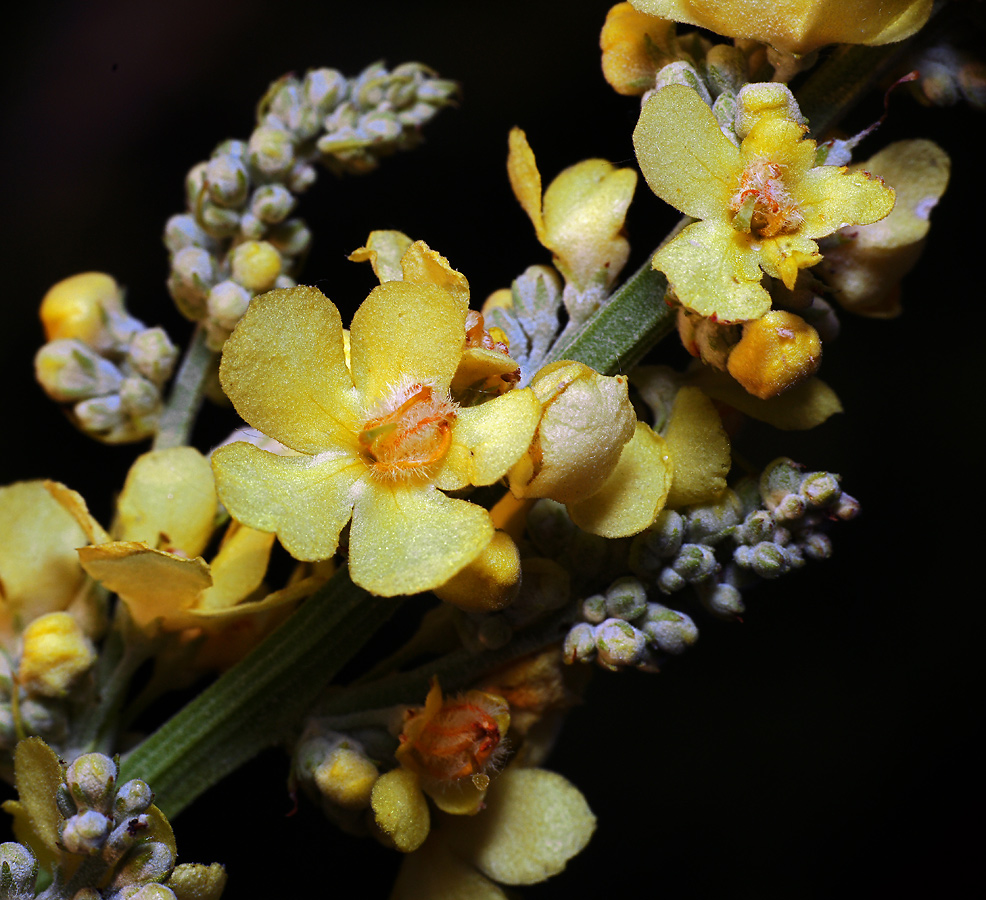 Image of Verbascum lychnitis specimen.