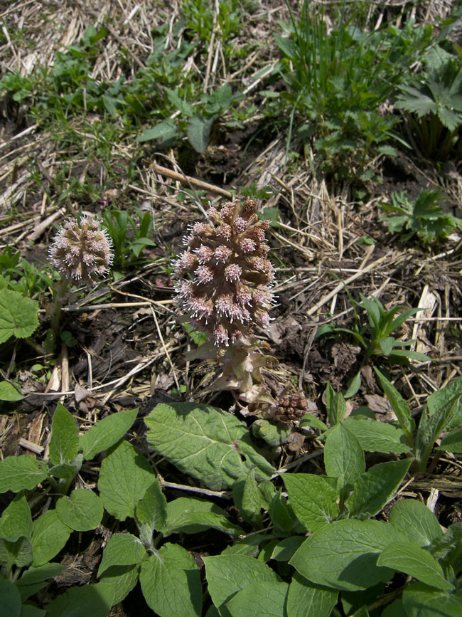 Image of Petasites hybridus specimen.