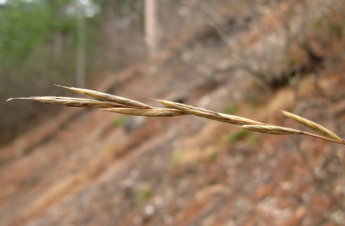 Image of Brachypodium rupestre specimen.