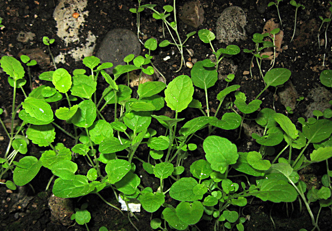 Image of Scrophularia scopolii specimen.