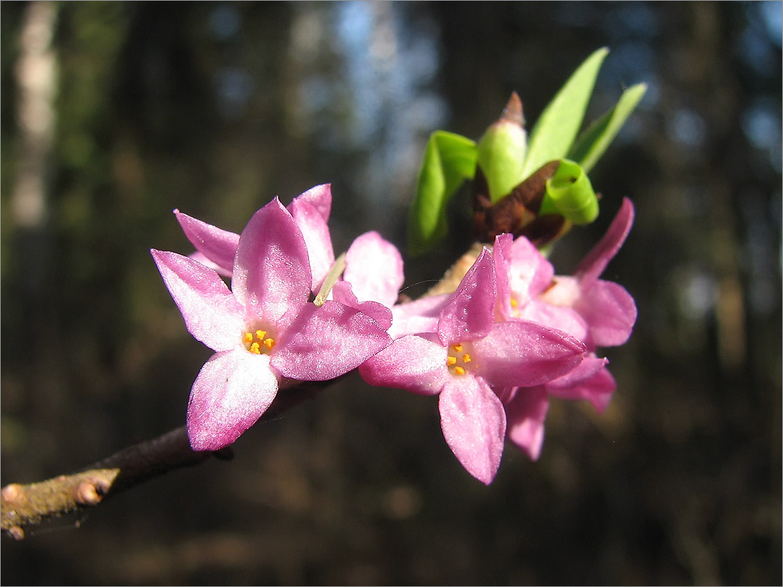 Изображение особи Daphne mezereum.