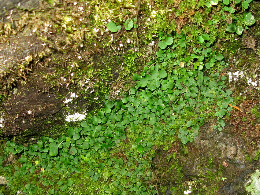 Image of Chrysosplenium filipes specimen.