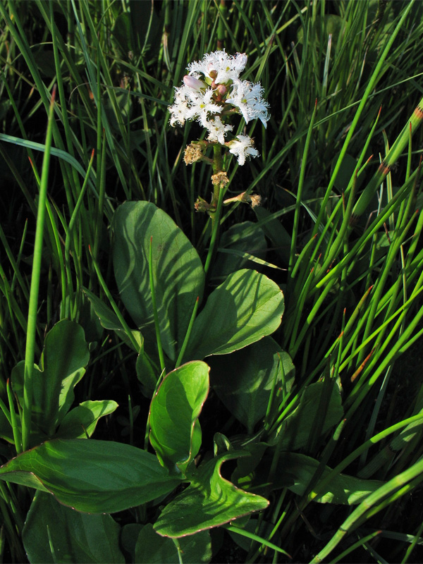 Image of Menyanthes trifoliata specimen.