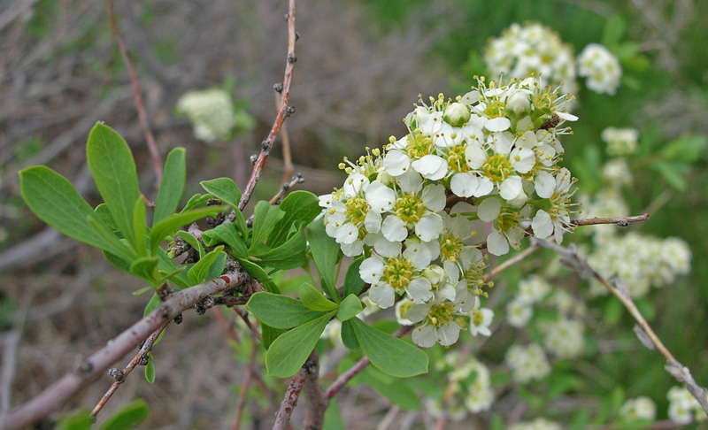 Изображение особи Spiraea hypericifolia.