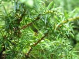 Juniperus sibirica. Ветки крупным планом. Сахалин, окр. г. Южно-Сахалинска. Август 2010 г.