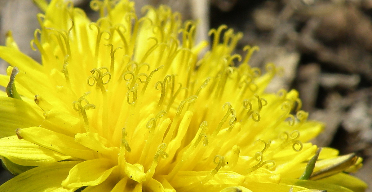 Image of genus Taraxacum specimen.