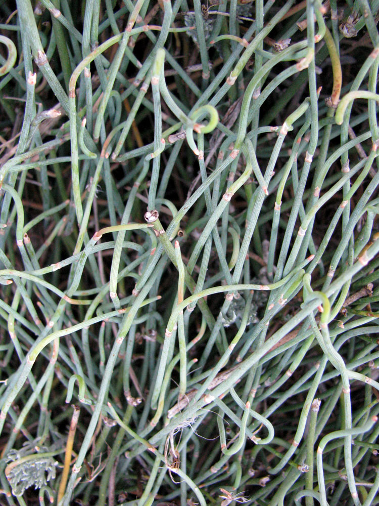 Image of Ephedra distachya specimen.