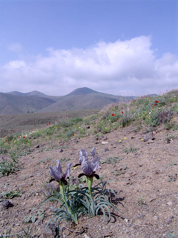 Image of Iris medwedewii specimen.