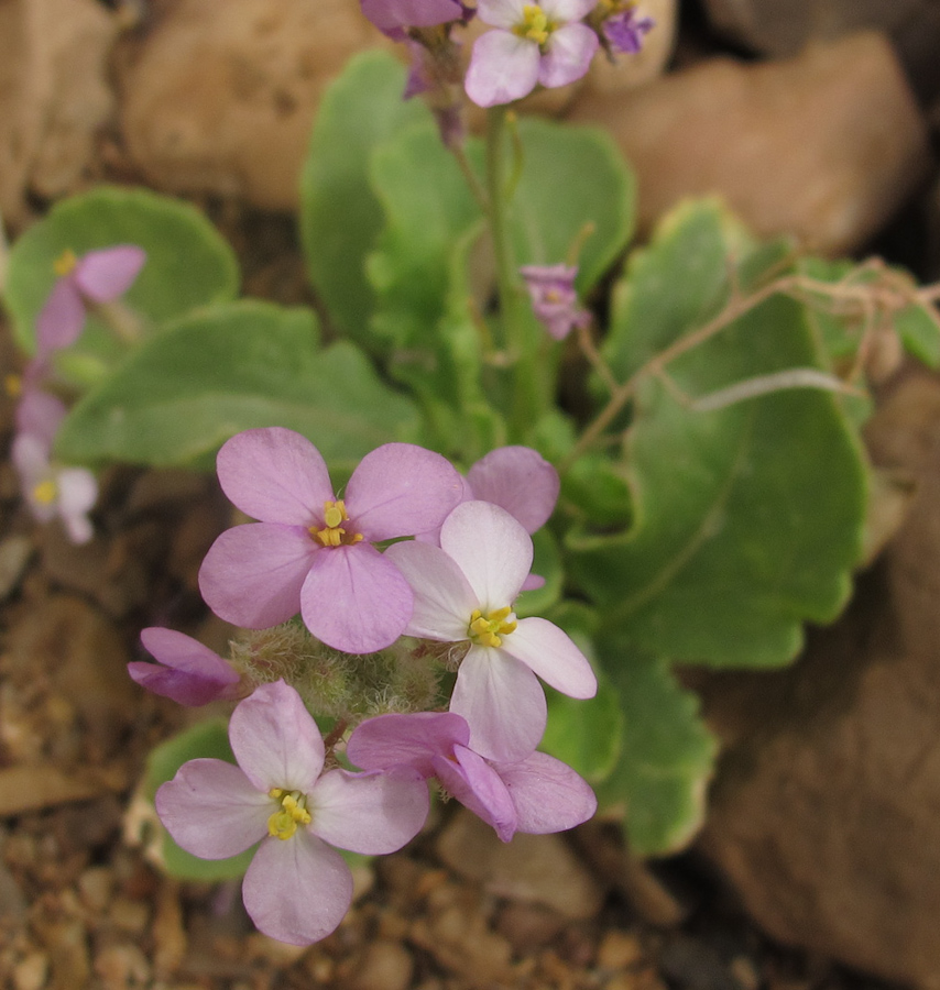 Изображение особи Diplotaxis acris.