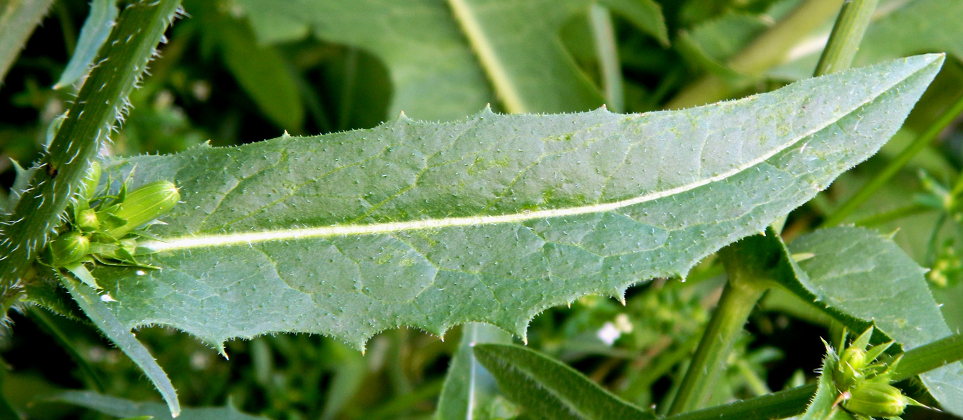 Image of Cichorium intybus specimen.