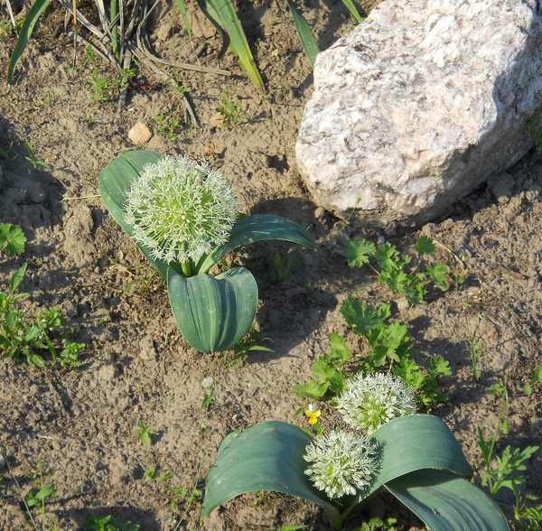 Image of Allium karataviense specimen.