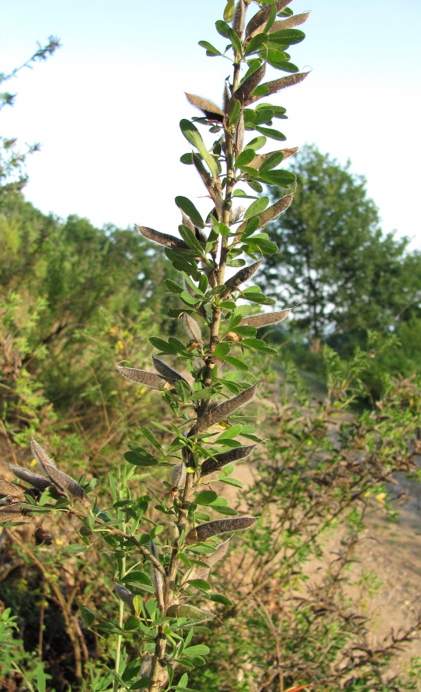 Image of Chamaecytisus colchicus specimen.